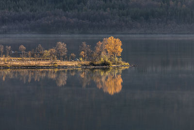 Reflection of tree in lake