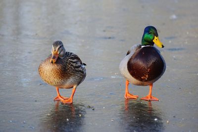 Close-up of ducks in lake