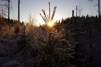 Close-up of plants growing on field against sky during sunset