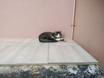 Portrait of cat sitting on wood against wall