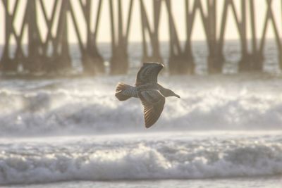 Bird flying in sky