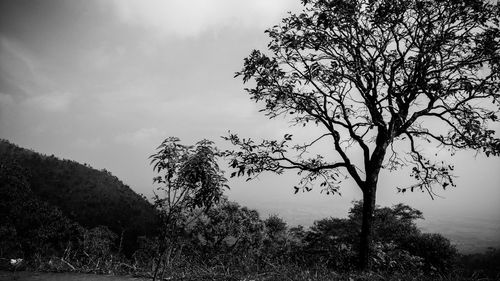 Low angle view of silhouette trees against sky