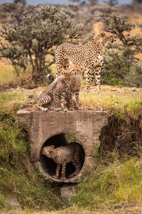 Cheetah in zoo