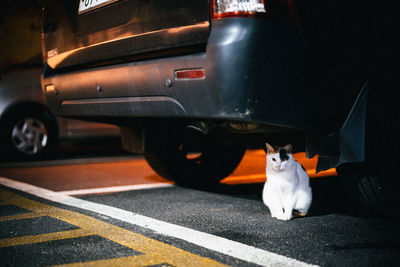 Cat looking through car on street