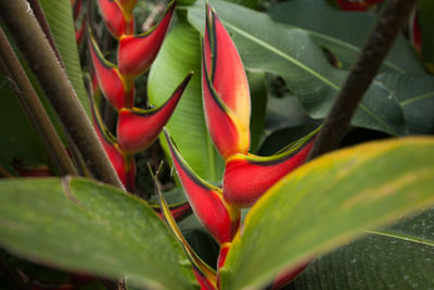 Close-up of red flowering plant