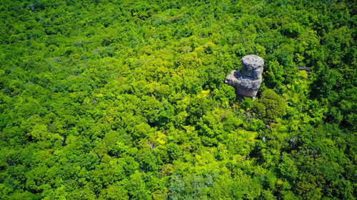 High angle view of trees growing in forest