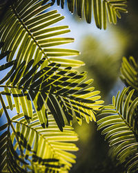 Close-up of palm leaves