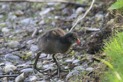 Close-up of young bird