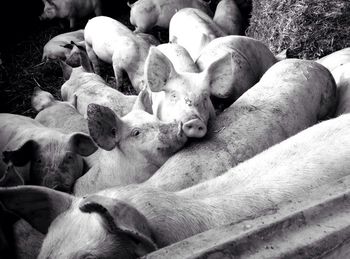 High angle view of pig and piglets in farm
