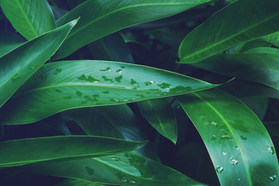 Close-up of water drops on leaves