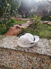 High angle view of white cat in back yard