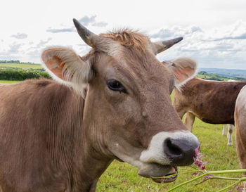 Cows in a field