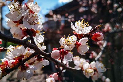Close-up of cherry blossom