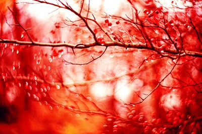 Close-up of red tree against sky