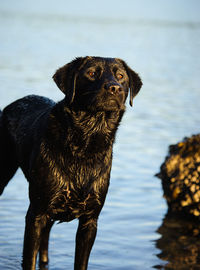 Black labrador standing in river on sunny day