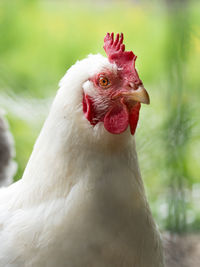 Close-up of a bird against blurred background