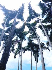 Low angle view of coconut palm trees against sky