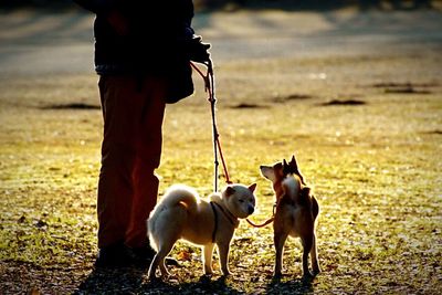 Dog looking at camera