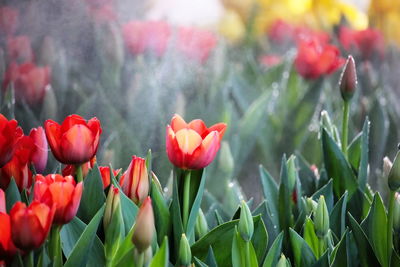 Close-up of red tulips in field