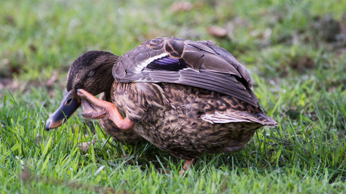 Close-up of bird on field