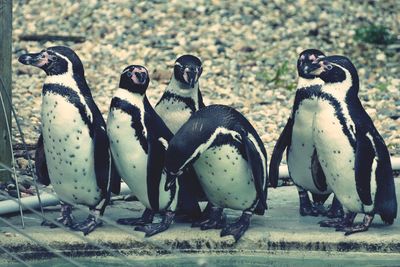 High angle view of penguins on birds