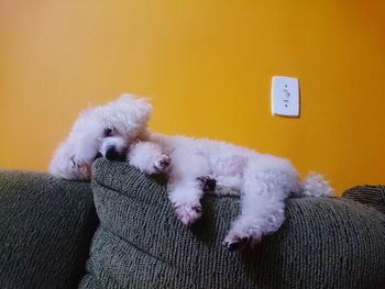 Portrait of dog resting on sofa at home