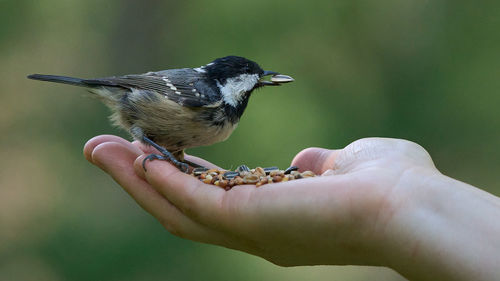 bird