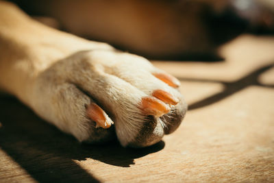 Close-up of a dog paw