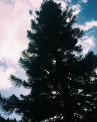 Low angle view of trees in forest against sky