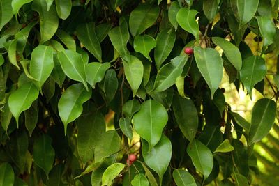 Close-up of fresh green leaves