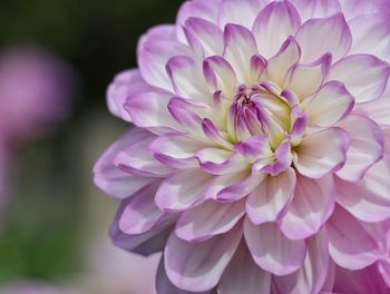 Close-up of pink dahlia flower