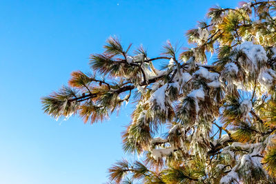 Low angle view of flower tree against clear blue sky