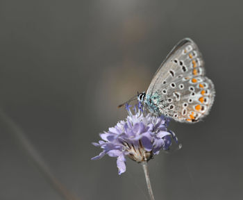 Close-up of butterfly on flower against blurred background