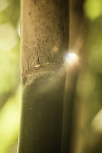 Close-up of leaf