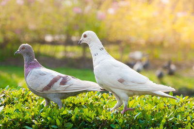 Close-up of birds perching on plant