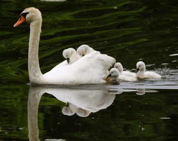 Swan floating on lake