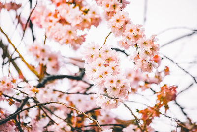 Close-up of cherry blossom