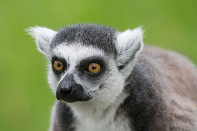 Close-up portrait of meerkat