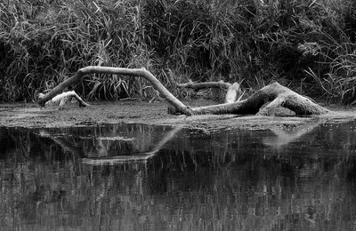 Side view of a horse in a lake