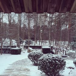 Snow covered trees