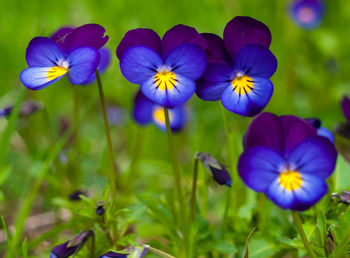 Close-up of purple flowering plants on field