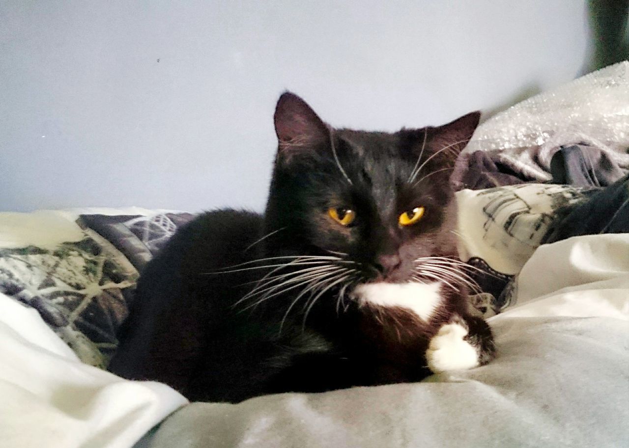 PORTRAIT OF CAT SITTING ON BED