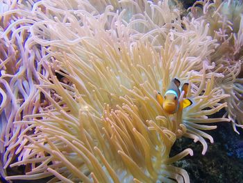 Fish swimming in sea