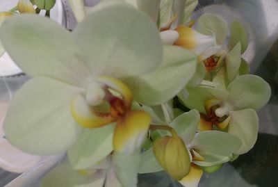 Close-up of fresh flowers blooming outdoors