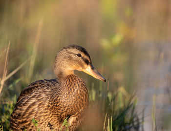 Close-up of duck in lake