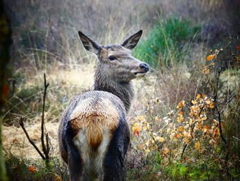 Close-up of deer on field