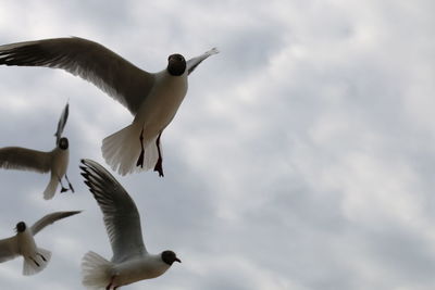 Low angle view of seagulls flying against cloudy sky