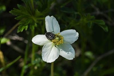 Close-up of honey bee pollinating on flower