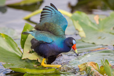 American purple gallinule, porphyrio martinicus,  everglades national park, florida