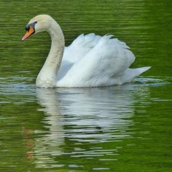 Swan swimming in lake